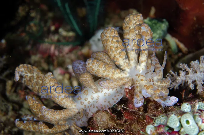 : Long-cirri Phyllodesmium Nudibranch with cerata : Long-cirri Phyllodesmium Nudibranch with cerata