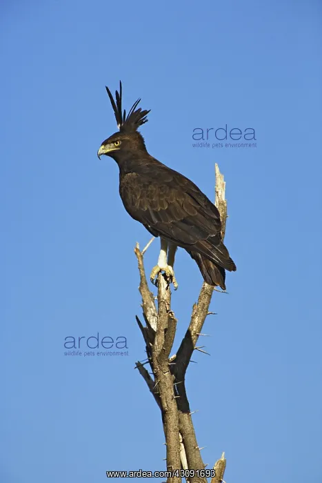 : Long-Crested Eagle : Long-Crested Eagle