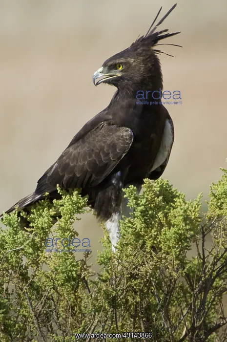  : Long-crested Eagle