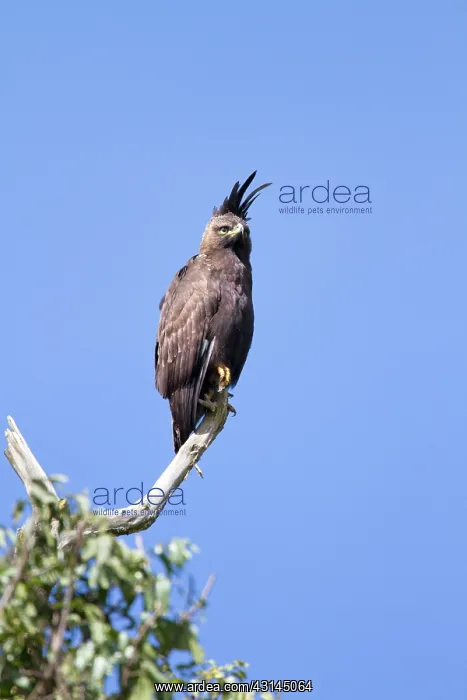 : Long-crested Eagle : Long-crested Eagle