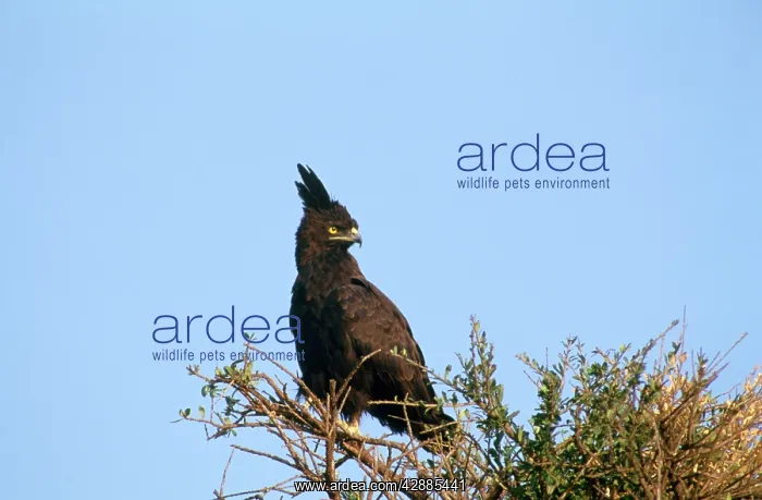  : Long-crested Hawk Eagle