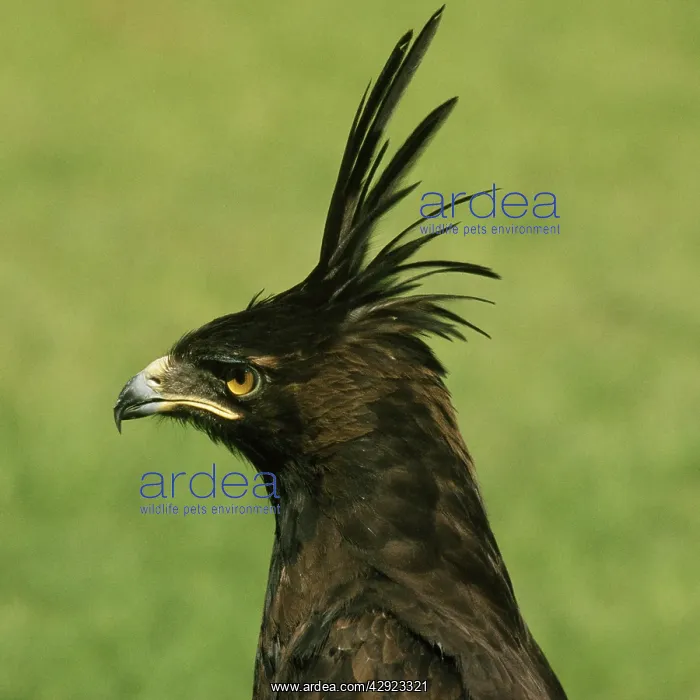 : Long-crested Hawk Eagle : Long-crested Hawk Eagle