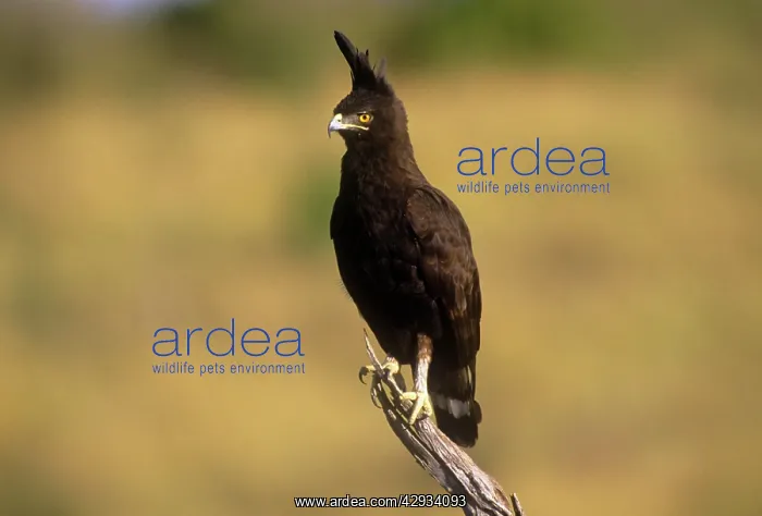 : Long-crested Hawk Eagle : Long-crested Hawk Eagle