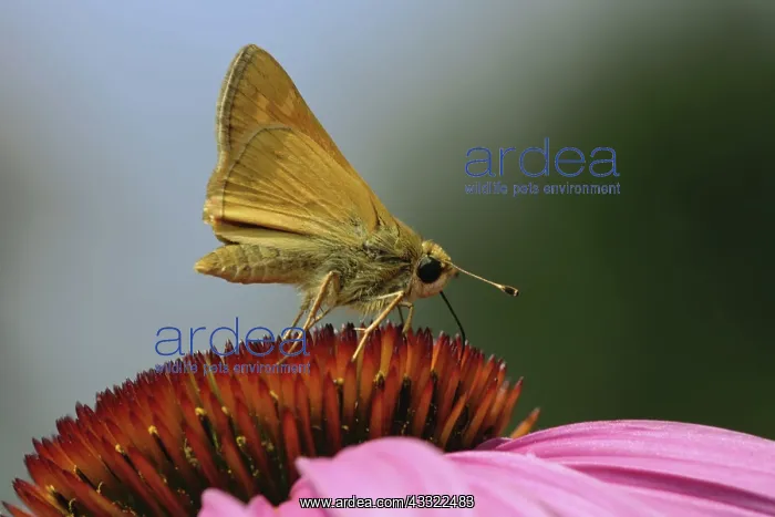: Long Dash Skipper : Long Dash Skipper
