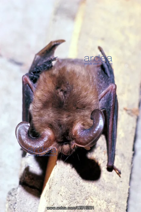 : Long-eared Bat : Long-eared Bat