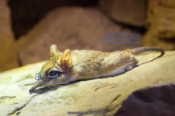 : Long-eared Elephant Shrew (Elephantulus), captive : Long-eared Elephant Shrew (Elephantulus), captive
