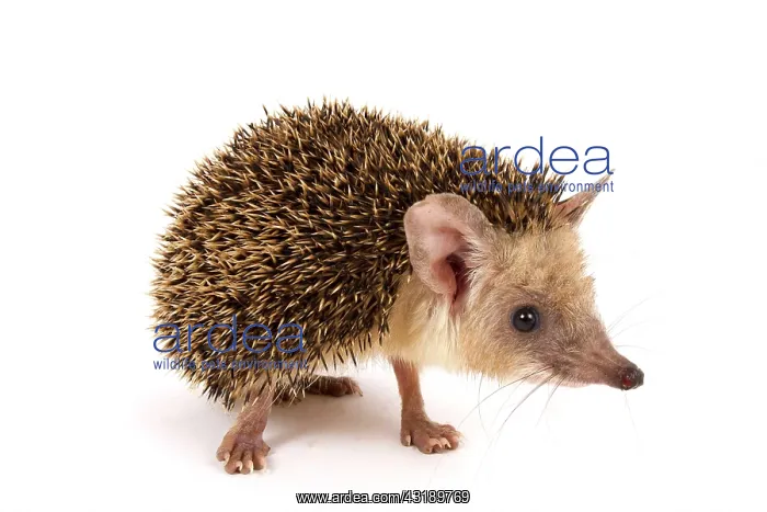 : Long-eared hedgehog (Hemiechinus auritus) : Long-eared hedgehog (Hemiechinus auritus)
