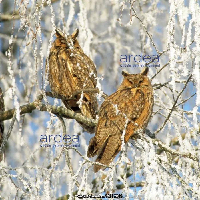  : Long-eared Owl