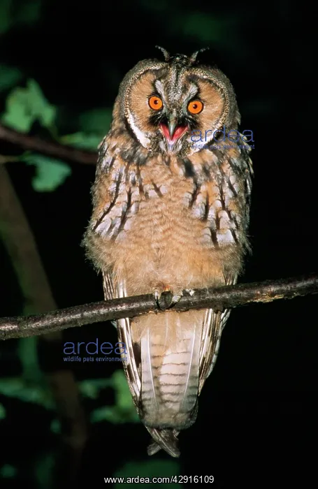 : Long-eared OWL : Long-eared OWL