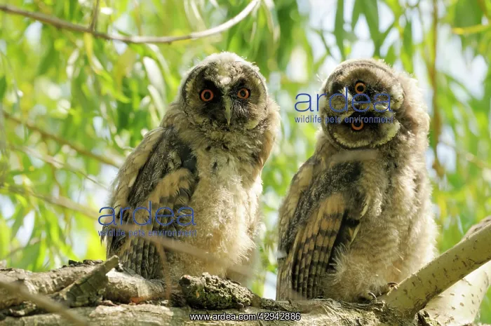  : Long eared Owl