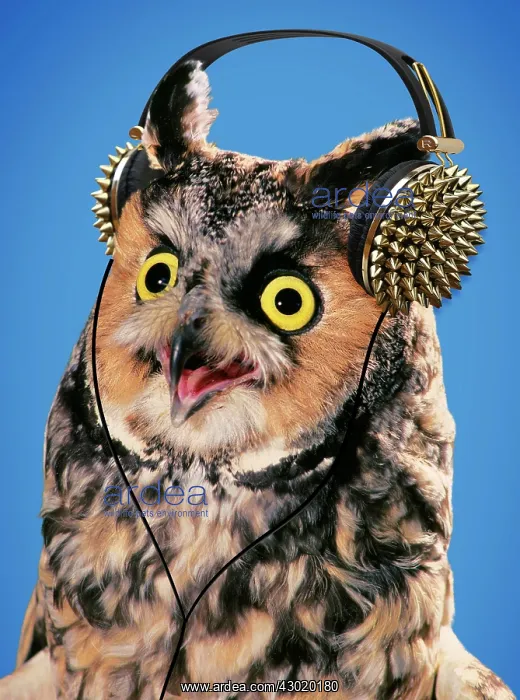 : Long Eared Owl : Long Eared Owl
