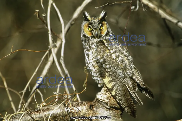 : Long-eared Owl : Long-eared Owl