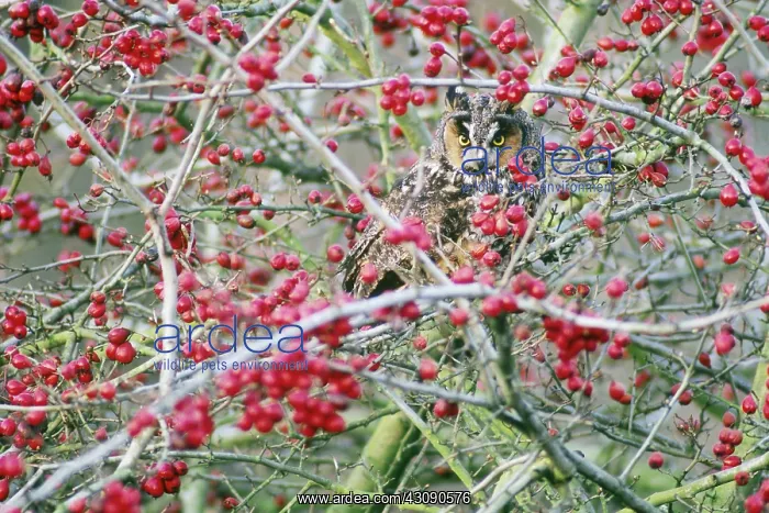 : Long-eared Owl : Long-eared Owl