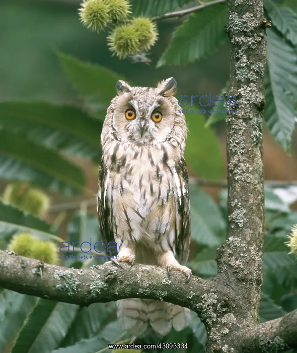 : Long-eared Owl : Long-eared Owl