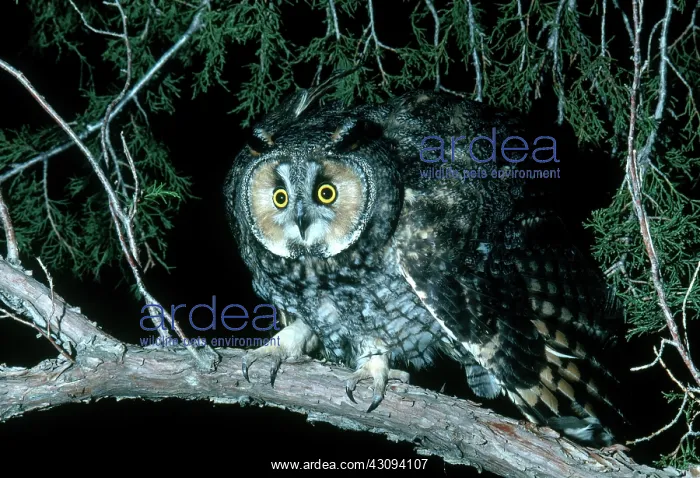 : Long-eared Owl : Long-eared Owl