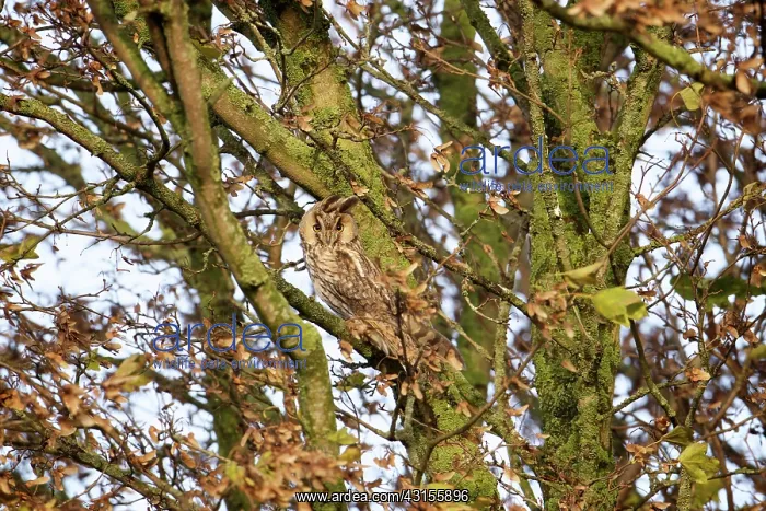 : Long-eared Owl : Long-eared Owl