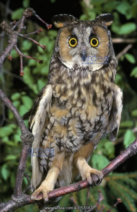 : Long-eared Owl : Long-eared Owl