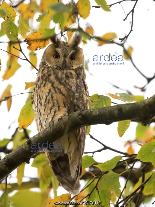 : Long-eared Owl : Long-eared Owl