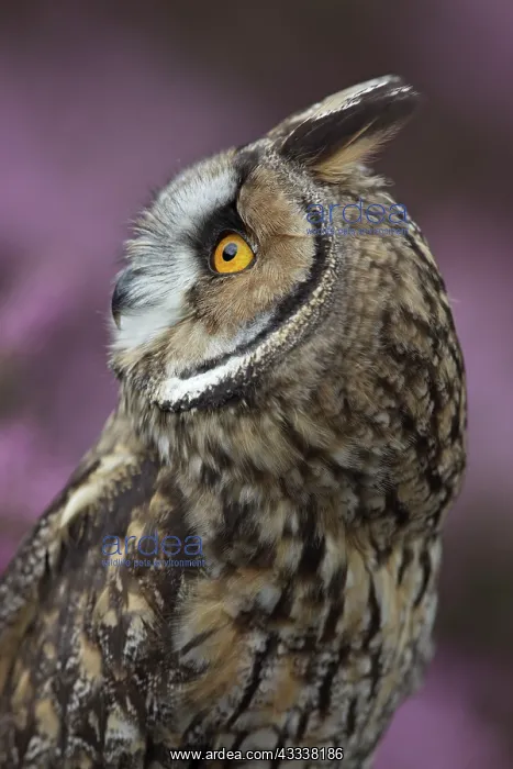 : Long eared owl : Long eared owl