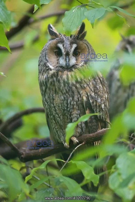 : Long Eared Owl - adult owl perched on a branch - : Long Eared Owl - adult owl perched on a branch -