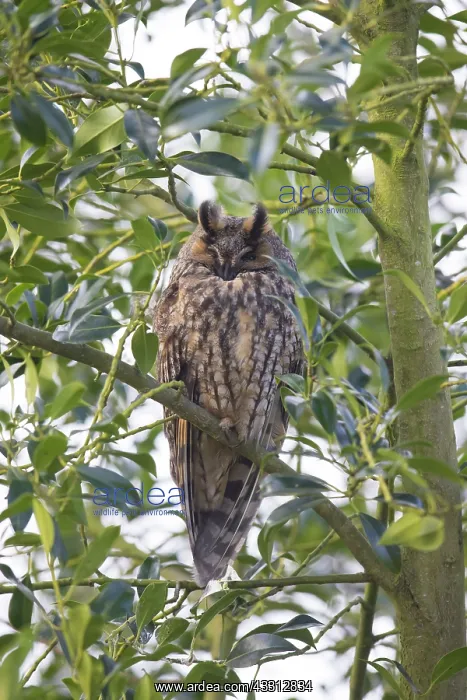 : Long-Eared Owl - adult owl perched in a tree - Germany : Long-Eared Owl - adult owl perched in a tree - Germany