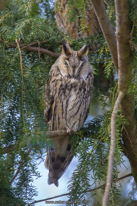 : Long-Eared Owl - adult owl perched in a tree - Germany : Long-Eared Owl - adult owl perched in a tree - Germany