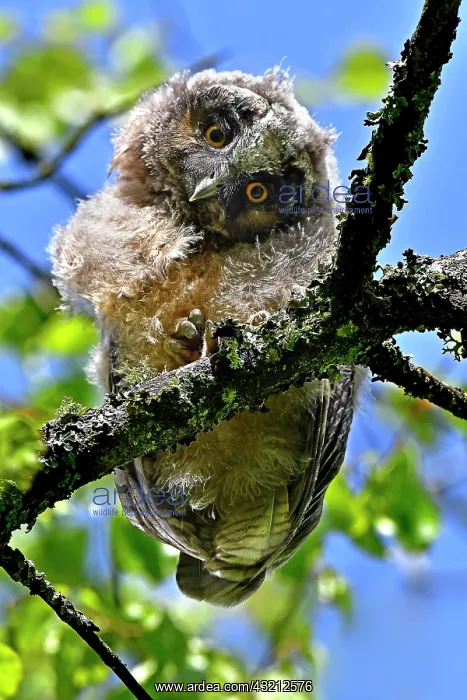 : Long-eared owl (Asio otus), chick having left the : Long-eared owl (Asio otus), chick having left the