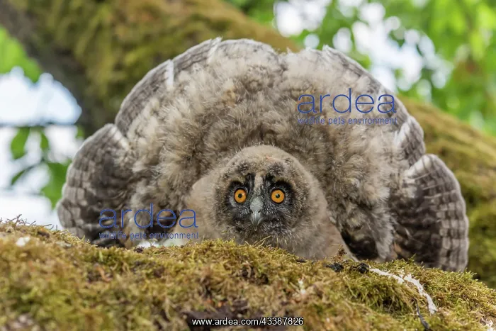 : Long-eared Owl (Asio otus) chick spreading its wings : Long-eared Owl (Asio otus) chick spreading its wings