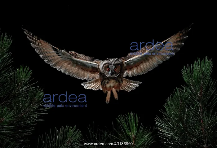 : Long-eared Owl (Asio otus) in flight, Salamanca : Long-eared Owl (Asio otus) in flight, Salamanca