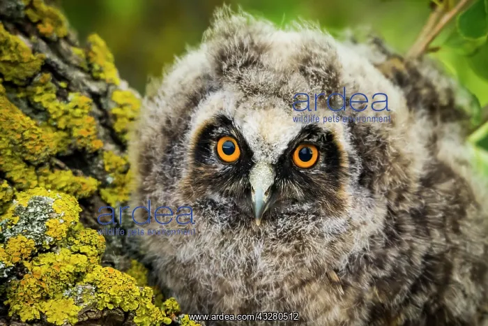 : Long-eared owl (Asio otus), juvenile, portrait : Long-eared owl (Asio otus), juvenile, portrait