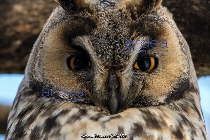 : Long-eared owl (Asio otus), Kikinda, Serbia : Long-eared owl (Asio otus), Kikinda, Serbia