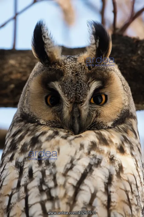 : Long-eared owl (Asio otus), Kikinda, Serbia : Long-eared owl (Asio otus), Kikinda, Serbia