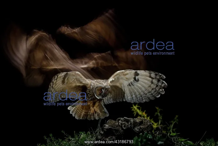  : Long-eared Owl (Asio otus) landing on prey, Salamanca