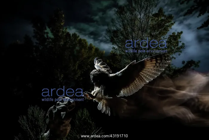 : Long-eared Owl (Asio otus) landing on prey, Salamanca : Long-eared Owl (Asio otus) landing on prey, Salamanca