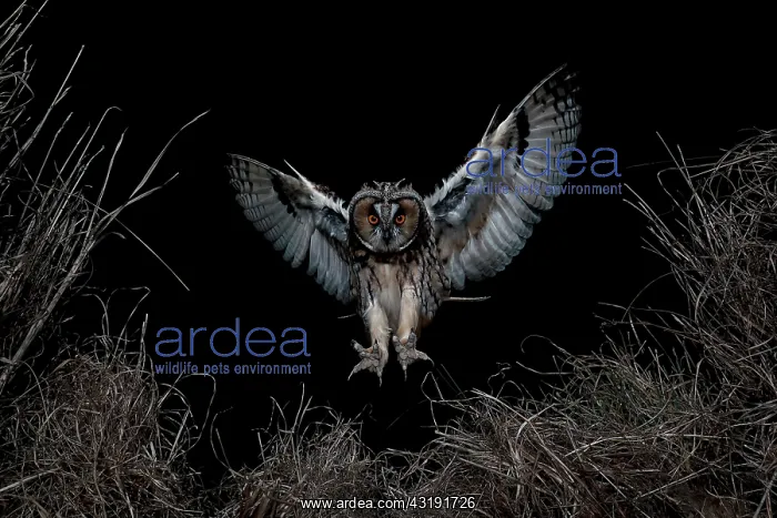 : Long-eared Owl (Asio otus) landing on prey, Salamanca : Long-eared Owl (Asio otus) landing on prey, Salamanca