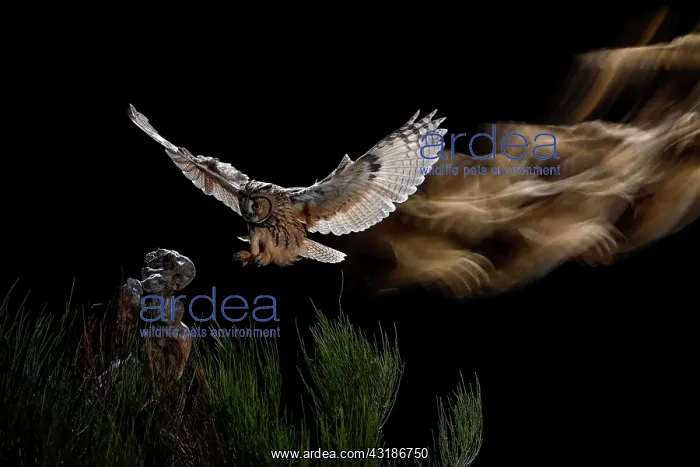 : Long-eared Owl (Asio otus) landing on stump, Salamanca : Long-eared Owl (Asio otus) landing on stump, Salamanca
