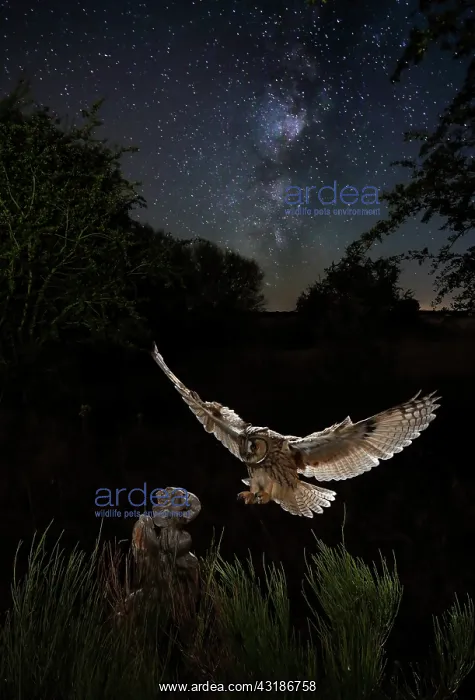  : Long-eared Owl (Asio otus) landing on stump and