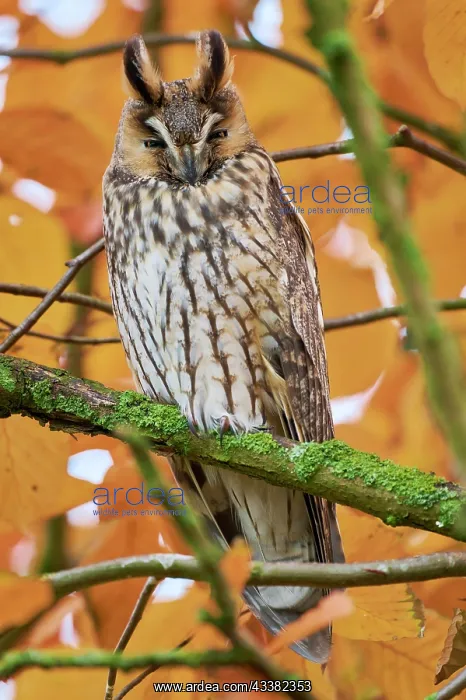 : Long-eared owl (Asio otus), Lower Saxony, Germany, Europe : Long-eared owl (Asio otus), Lower Saxony, Germany, Europe