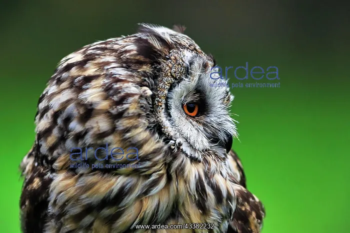 : Long-eared owl (Asio otus), Neuhaus Wildlife Park : Long-eared owl (Asio otus), Neuhaus Wildlife Park