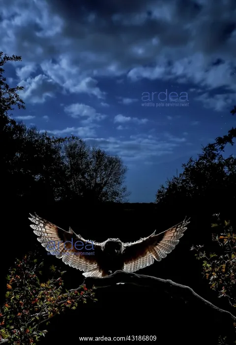 : Long-eared Owl (Asio otus) at night, Salamanca : Long-eared Owl (Asio otus) at night, Salamanca