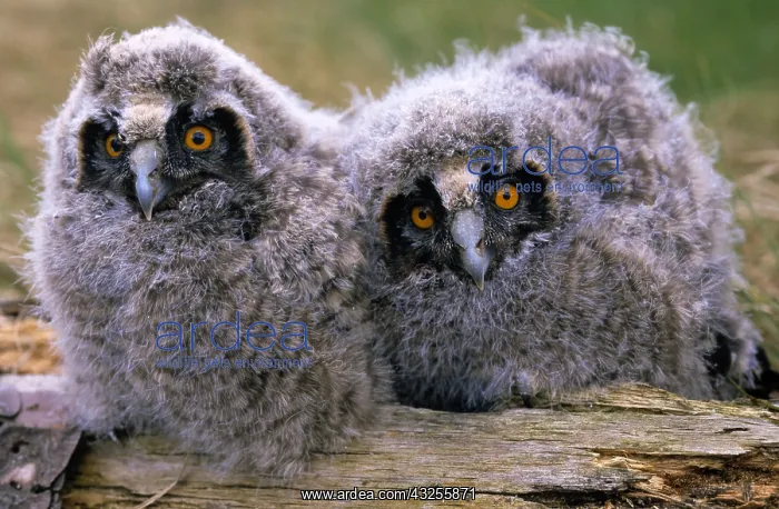 : Long-eared Owl (Asio otus) two owlets, Europe : Long-eared Owl (Asio otus) two owlets, Europe