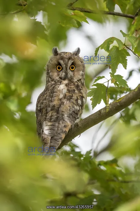 : Long-eared Owl (Asio otus) perched on a tree be : Long-eared Owl (Asio otus) perched on a tree be