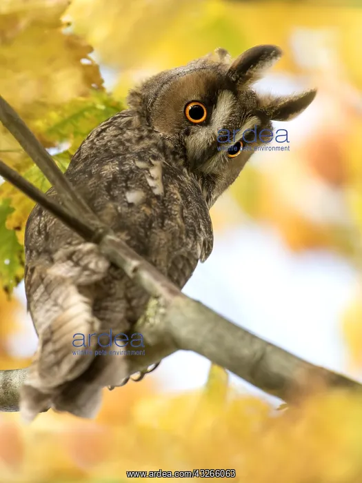 : Long-eared Owl (Asio otus) perched in a tree be : Long-eared Owl (Asio otus) perched in a tree be