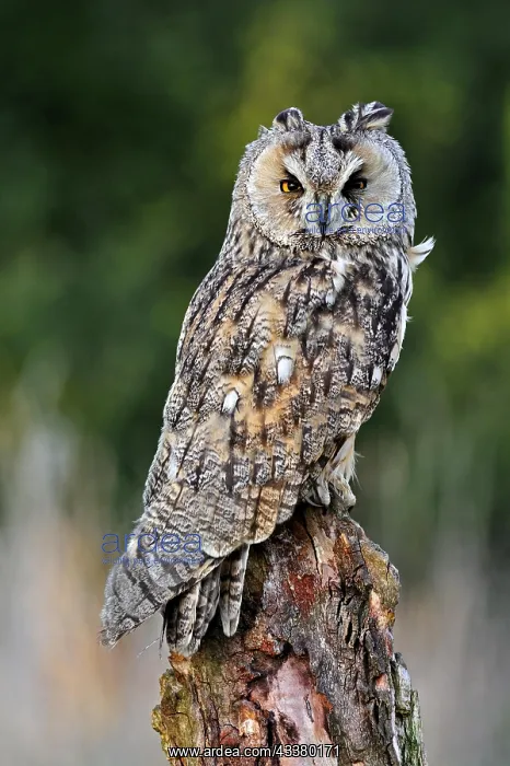 : Long-eared owl (Asio otus) perched on tree stump : Long-eared owl (Asio otus) perched on tree stump