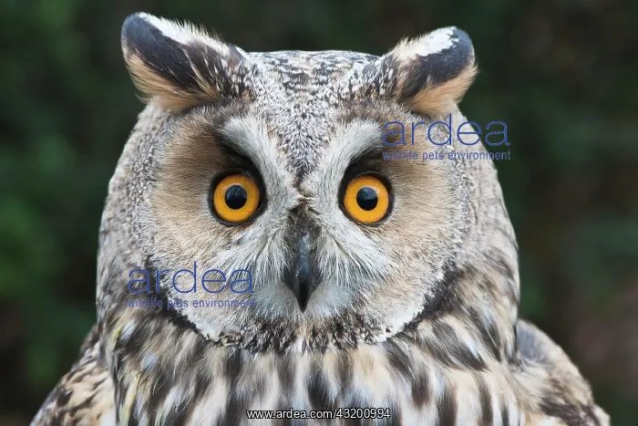 : Long-eared owl (Asio otus), portrait, Emsland, Lower : Long-eared owl (Asio otus), portrait, Emsland, Lower