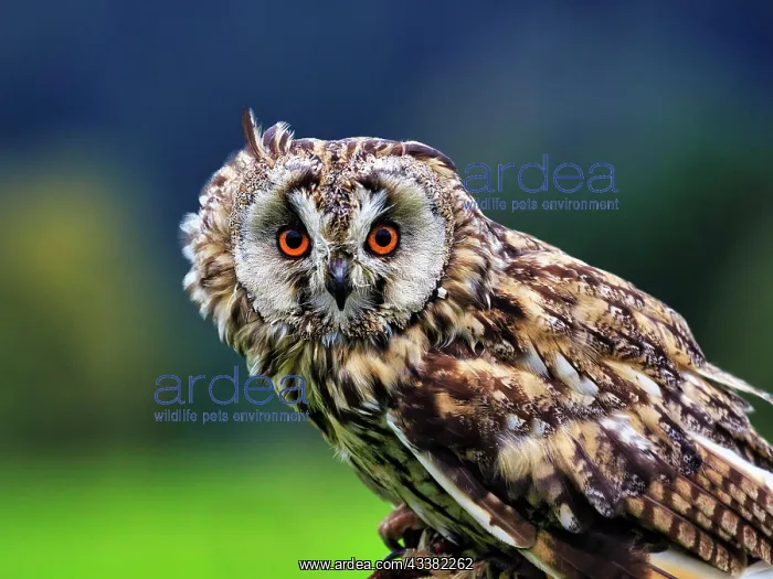 : Long-eared owl (Asio otus), portrait, Neuhaus Wildlife : Long-eared owl (Asio otus), portrait, Neuhaus Wildlife