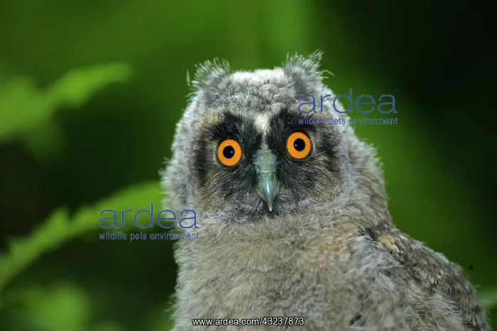 : Long-eared Owl (asio otus), Portrait of Chick, Normandy : Long-eared Owl (asio otus), Portrait of Chick, Normandy