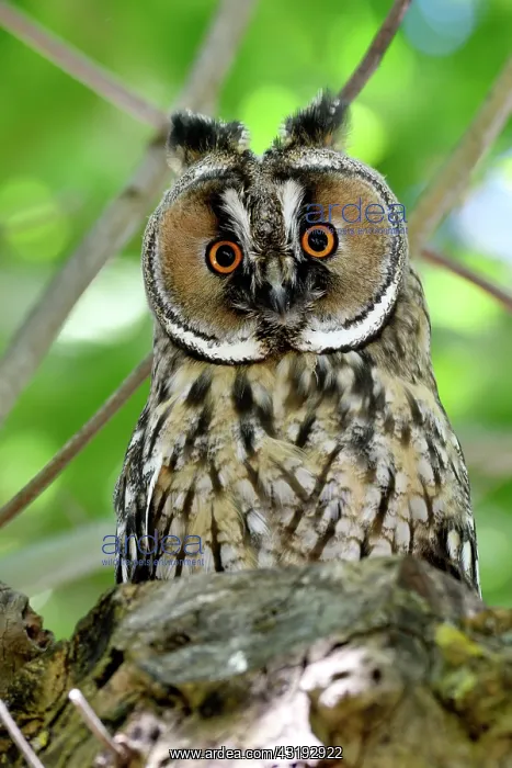 : Long-eared Owl (Asio otus) portrait of juvenile : Long-eared Owl (Asio otus) portrait of juvenile