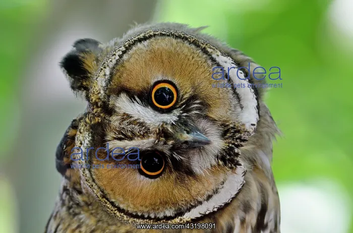 : Long-eared Owl (Asio otus) portrait of juvenile : Long-eared Owl (Asio otus) portrait of juvenile
