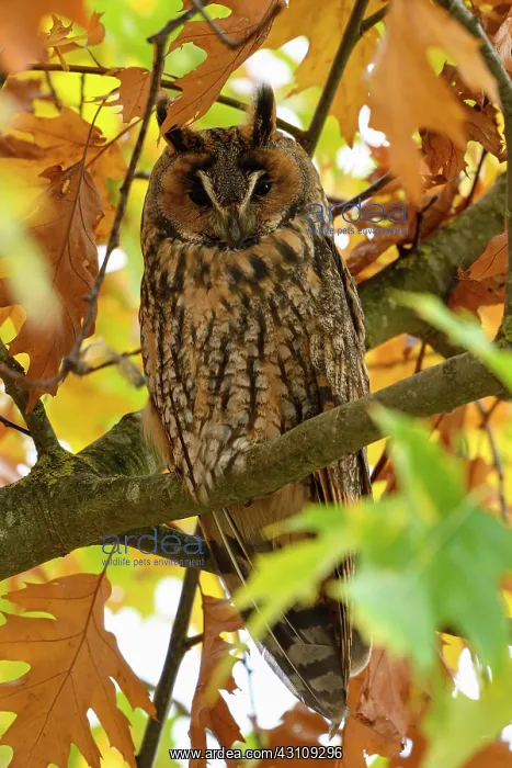 : Long-eared owl (Asio otus), resting, day roost : Long-eared owl (Asio otus), resting, day roost